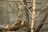 leipzig zoo-01_07_2011_gondwanaland_179